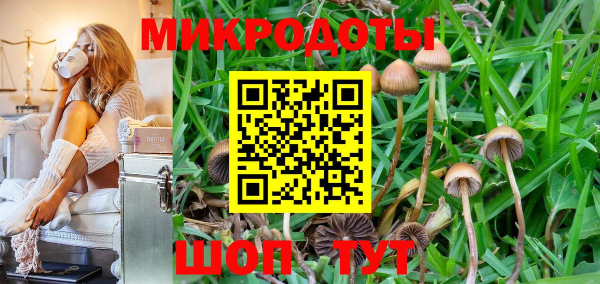 Псилоцибиновые грибы Psilocybe Кохма